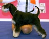 61-   " CACIB Ljubljana II". CRUFTS 2014 Qualification (. , )